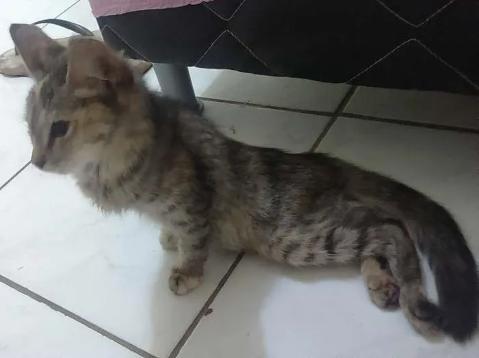 Gato ra a Vira lata idade 2 a 6 meses nome Gato