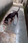 Cachorro raça farao egipcio hung idade 2 anos nome ravena