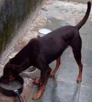 Cachorro raça farao egipcio hung idade 2 anos nome ravena