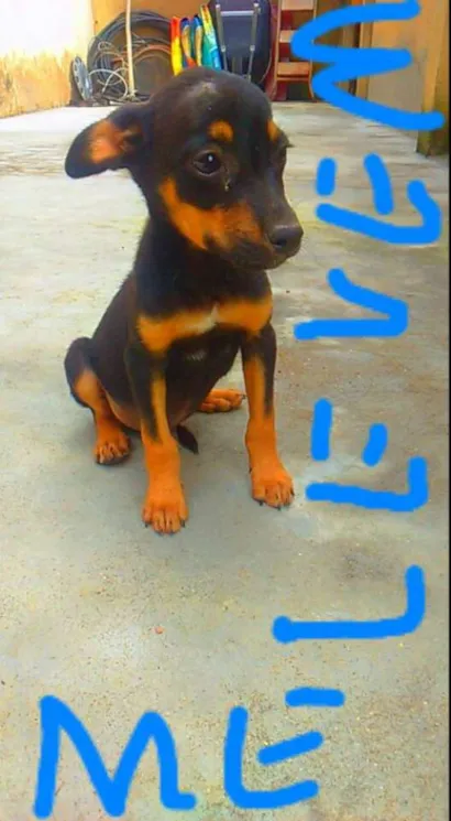 Cachorro raça vira lata idade 2 a 6 meses nome lobo