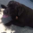 labrador