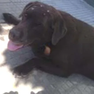 Cachorro raça Labrador idade 6 ou mais anos nome labrador