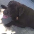 labrador