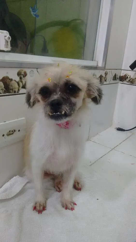 Cachorro ra a Lhasa Apso idade 4 anos nome Não tem