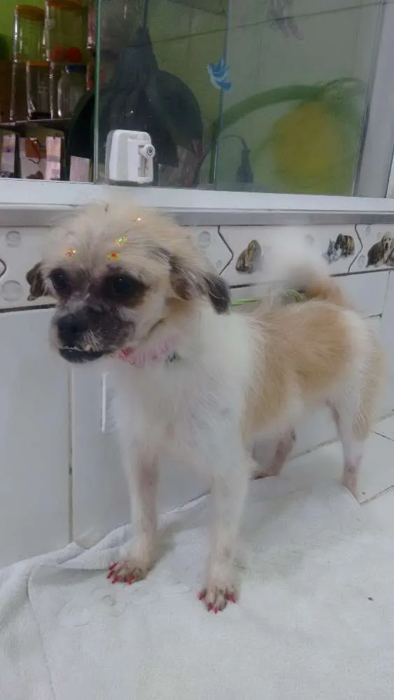 Cachorro ra a Lhasa Apso idade 4 anos nome Não tem