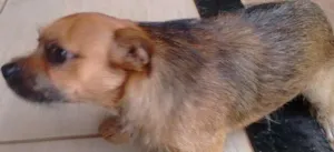 Cachorro raça SRD idade 1 ano nome Bebe