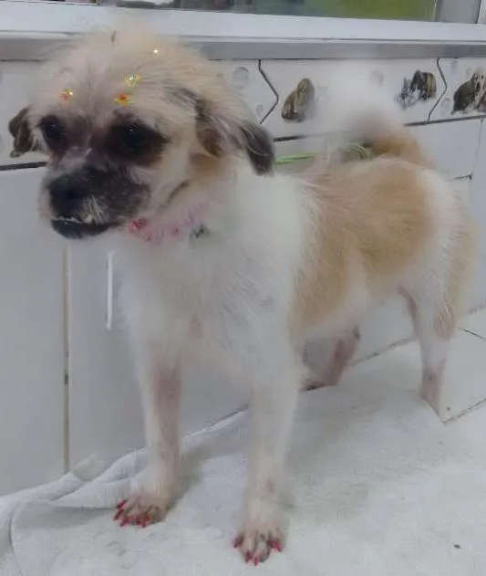 Cachorro ra a Lhasa Apso idade 4 anos nome Não tem