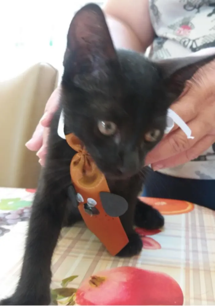 Gato ra a comum idade Abaixo de 2 meses nome Black