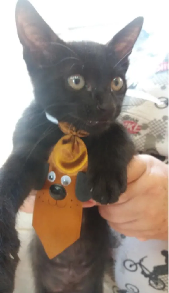 Gato ra a comum idade Abaixo de 2 meses nome Black