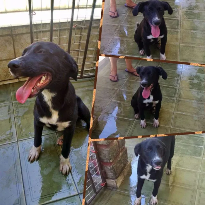 Cachorro ra a SRD idade 2 a 6 meses nome PRETA