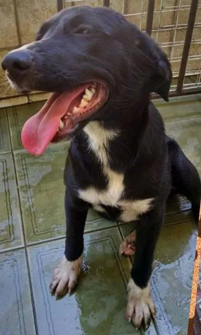 Cachorro ra a SRD idade 2 a 6 meses nome PRETA