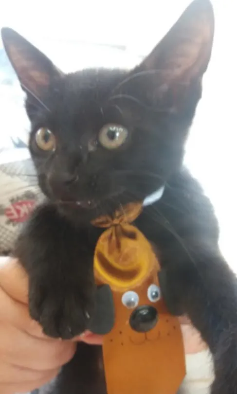 Gato ra a comum idade Abaixo de 2 meses nome Black
