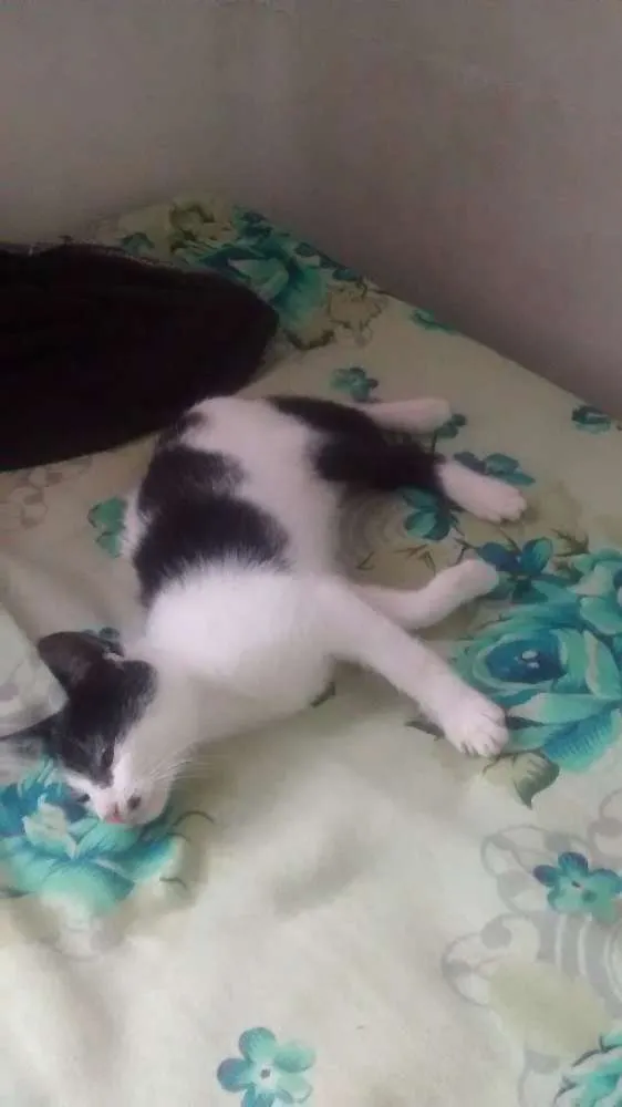 Gato ra a  idade 2 a 6 meses nome cazuza