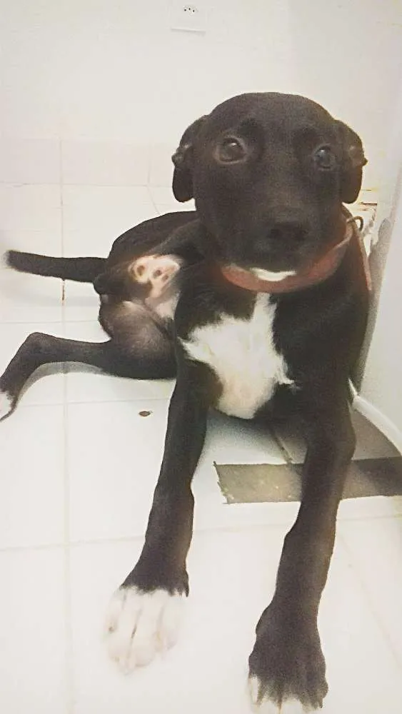 Cachorro raça vira lata idade 2 a 6 meses nome dusty