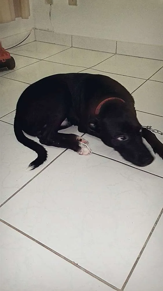 Cachorro raça vira lata idade 2 a 6 meses nome dusty