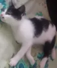 cazuza