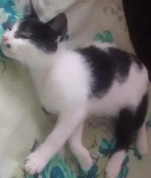 Gato raça  idade 2 a 6 meses nome cazuza