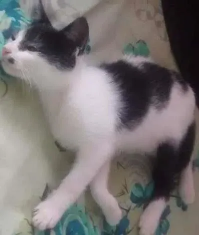Gato ra a  idade 2 a 6 meses nome cazuza