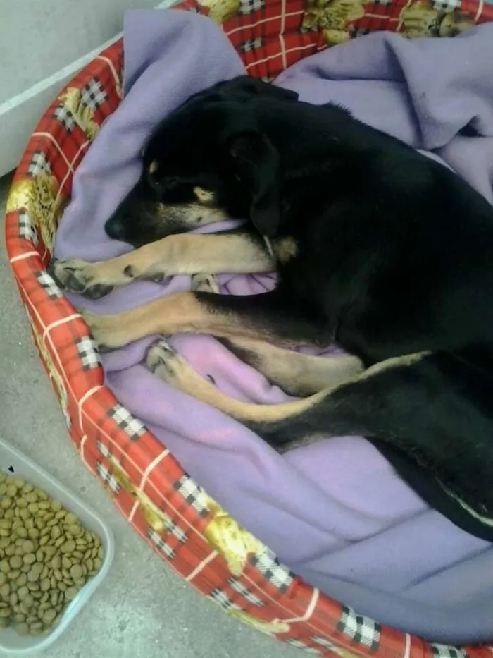 Cachorro ra a vira lata idade 2 a 6 meses nome brenda