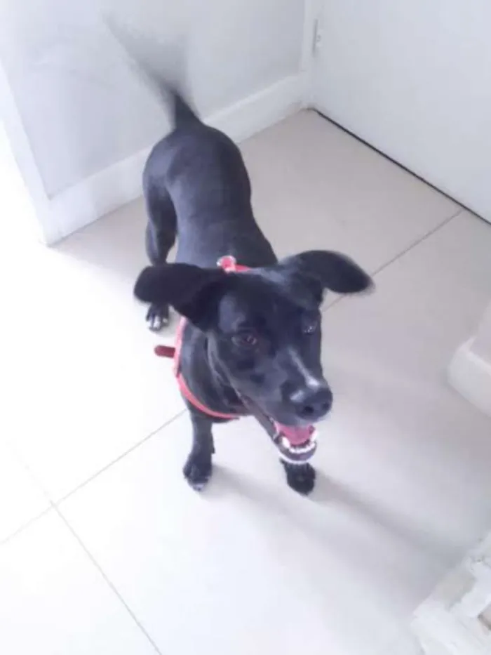Cachorro ra a SRD idade 1 ano nome Hashi