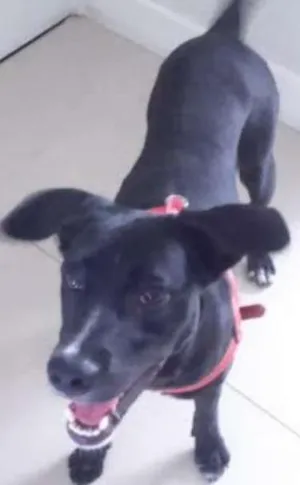 Cachorro raça SRD idade 1 ano nome Hashi