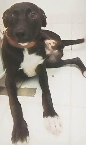 Cachorro raça vira lata idade 2 a 6 meses nome dusty