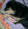 brenda