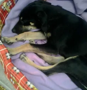 Cachorro raça vira lata idade 2 a 6 meses nome brenda