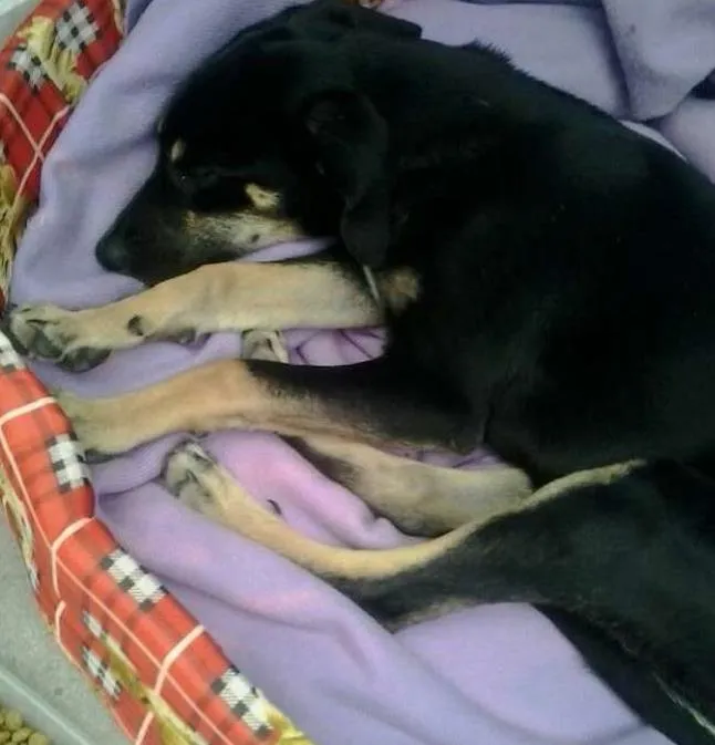 Cachorro ra a vira lata idade 2 a 6 meses nome brenda