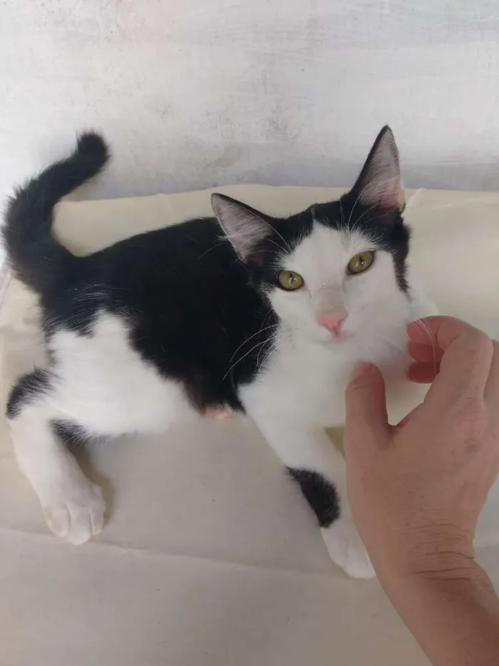 Gato ra a Felino idade 2 a 6 meses nome Sem nome