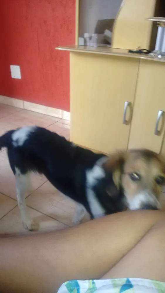 Cachorro ra a Bingo com vira lata idade 7 a 11 meses nome Baque