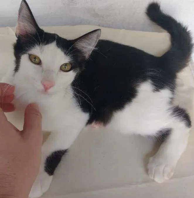 Gato ra a Felino idade 2 a 6 meses nome Sem nome
