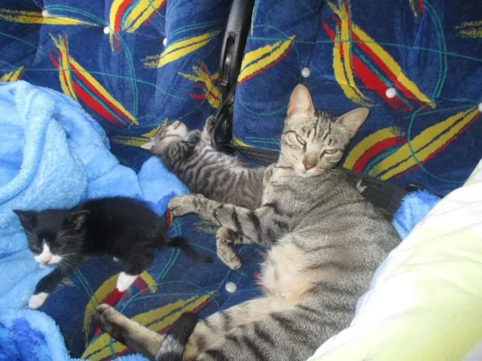 Gato ra a nao sei idade Abaixo de 2 meses nome gatinho