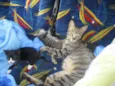 gatinho