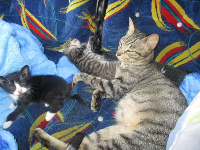 Gato ra a nao sei idade Abaixo de 2 meses nome gatinho