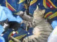 gatinho