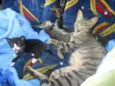gatinho