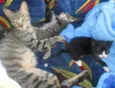 gatinho