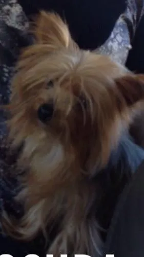 Cachorro raça Yorkshire idade 6 ou mais anos nome Nina