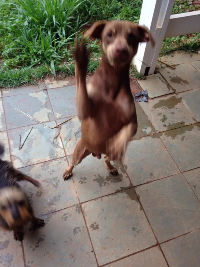 Cachorro ra a Vira-lata  idade 7 a 11 meses nome Caramelo 