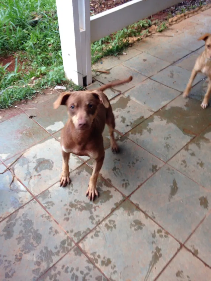 Cachorro ra a Vira-lata  idade 7 a 11 meses nome Caramelo 