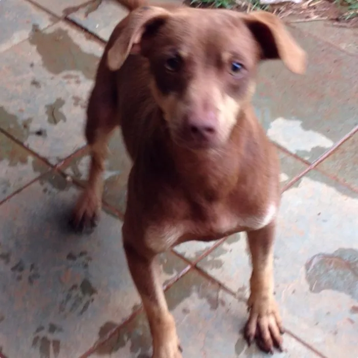 Cachorro ra a Vira-lata  idade 7 a 11 meses nome Caramelo 