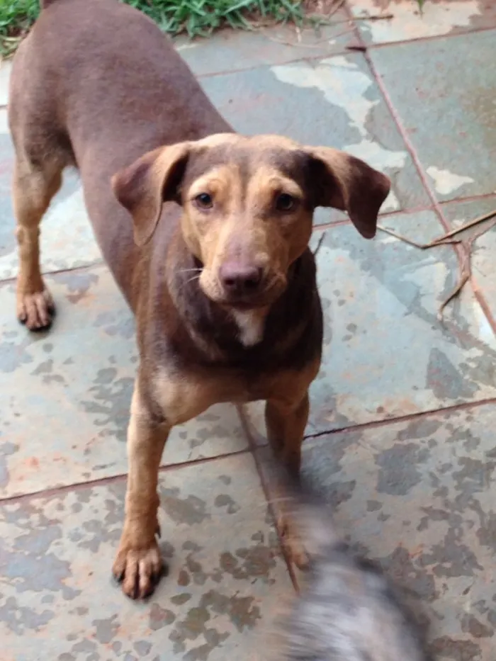 Cachorro ra a Vira-lata  idade 7 a 11 meses nome Marrom