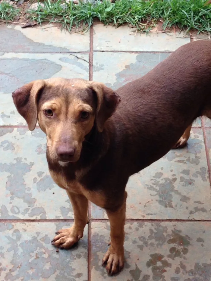 Cachorro ra a Vira-lata  idade 7 a 11 meses nome Marrom