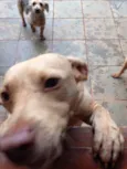 Branquinha 
