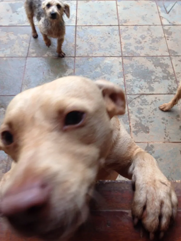 Cachorro ra a Vira-lata  idade 2 anos nome Branquinha 