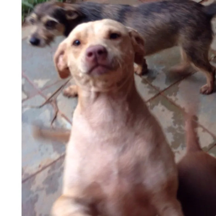 Cachorro ra a Vira-lata  idade 2 anos nome Branquinha 