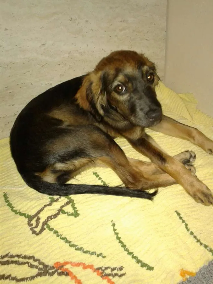 Cachorro ra a vira lata idade 2 a 6 meses nome Kika