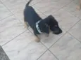 Colli