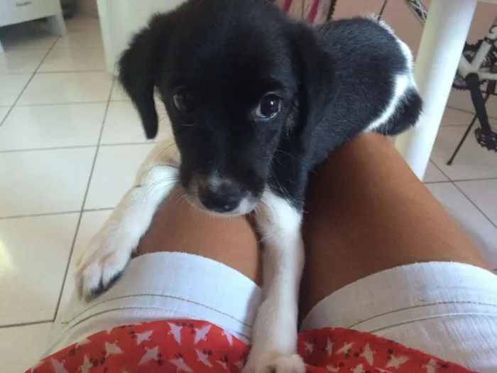 Cachorro ra a vira lata idade 2 a 6 meses nome Athena